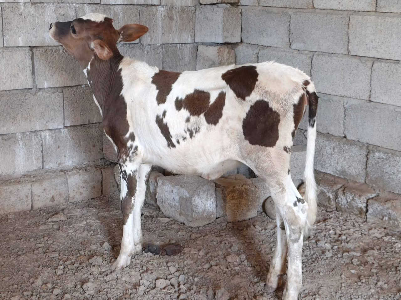 السلام عليكم 
حوليه فريزيه الاصليه جنس درجه اولى مال جنيه اچل وشرب ونصاحه شرط عمرها 5اشهر جنس فوول ام الصره 
المكان صلاح الدين الشرقاط الخضرانيه 
 السعر 950 وبيها مجال 
***********
