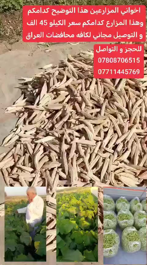 السلام عليكم ورحمة الله وبركاته اخواني المزارعين الكرام توفرت لدينا البانيه بنت الفرنسيه الغنيه عن التعريف وهذا المزارع الي مبزره العام الي مضه اخوان هاي التفاصيل كدامكم الي يريد يحجز يذكر الاسم والعنوان ورقم الجوال ويوصله الطلب ثاني يوم اخوكم وخادم المرشد الزراعي علي واي استفسار اتصل وتدلل *********** او *********** واتساب أو ماسنجر ما عليك فقط تحجز وتذكر العنوان الكامل
