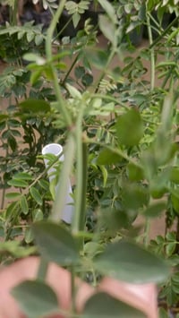 ياسمين عراقي • عطري • متسلق سريع