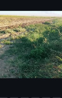 ٦٠ دونم • ١٦ دونم ربيعية • قرب الخان
