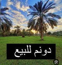 دونم • سند ٢٥ • خلف جملونات السياحي