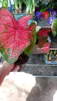 نباتات طبيعية • نباتات ظلية • نباتات مائية