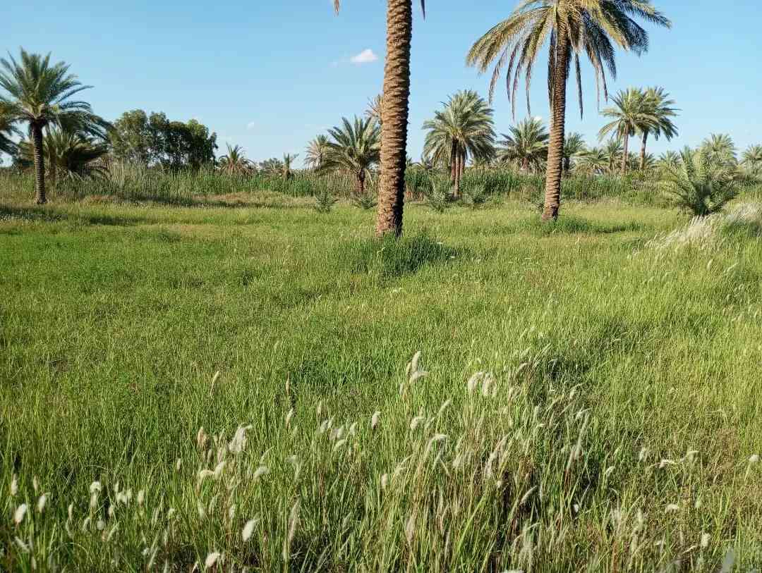 للبيع  قطعه  مساحه 1750م طابو زراعي سند 25 طريق بغداد كربلاء تنزل شارع الخدمي الزوار تقريبا 400م بل زايد  قطعه مخدمه كهرباء مي كلشي متوفر يمها

#كربلاء #طريق_بغداد #الخدمي #الزوار #عقار #للبيع  #زراعي  #كربلاء
#كربلاء_المقدسة
#عقارات_كربلاء
#بيوت_كربلاء
#أراضي_كربلاء
#كربلاء_اليومعقارات_كربلاء #كربلاء #عقارات_العراق #بيوت_للبيع #اكسبلور #ترند_العراق #استثمار #عقار #كربلاء_المقدسة #fyp #عقاراتي #دار_للبيع


**إذا كنت صاحب هذا الإعلان وتريد حذفه لأي سبب، رجاءا أرسل رسالة إلى الدعم الفني**