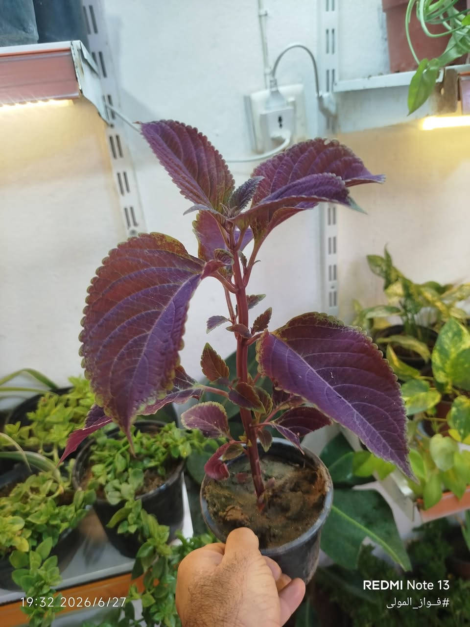 🌿 متوفر لدينا للبيع 🌿
تشكيلة متنوعة من النباتات الظلية والخارجية 🌱✨
بالإضافة إلى جميع مستلزمات العناية بالنباتات:
🪴 تربة زراعية جاهزة:
✅ بتموس هولندي 
✅ كوكوبيت الياف جوز الهند 🇮🇳
✅ حبيبات البرلايت
✅ خليط زراعي جاهز (بتموس + كوكوبيت + برلايت) مناسب للزراعة والعناية بالنباتات 🌿
🧪 مجموعة متنوعة من الأسمدة والمغذيات الخاصة بالنباتات
🛡️ مبيدات حشرية وفطرية لحماية النباتات والعناية بها
نوفر لكم كل ما تحتاجه نباتاتكم من مستلزمات الزراعة والمتابعة 🌱👌🏻
📍 متوفر توصيل داخل الموصل
العنوان : موصل الجديدة – سايدين حي العامل
📌 للطلب والاستفسار عن الأسعار والحجز:
تواصلوا معنا عبر الماسنجر أو الواتساب أو الاتصال
📞 ***********
🌱 فواز المولى
عيادة الزراعة المنزلية
