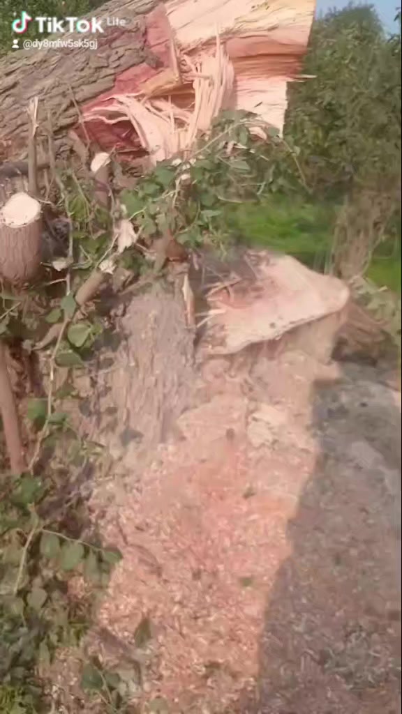 سلام عليكم
خوان العندة شجر يريد يكصهن 
اني اكصهن اله والي عنده حديقه 
يريد يرتبه اني هم حدقجي 
رتبهم اله ***********
