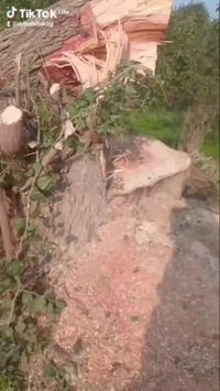 خوان العندة شجر يريد يكصهن  اني اكصهن اله والي عنده حديقه  يريد يرتبه ...