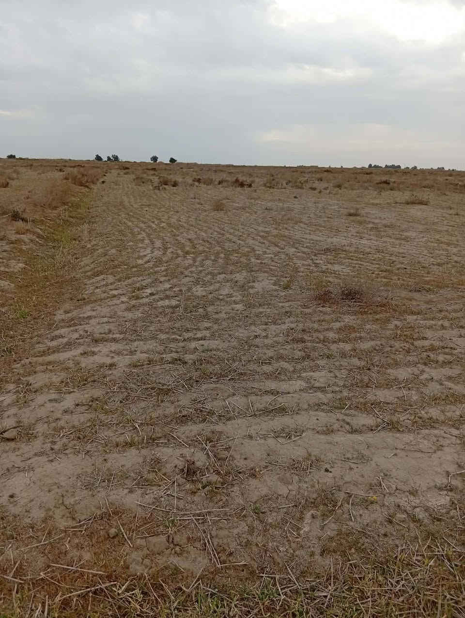 السلام عليكم. 
أرض زراعية للبيع مساحتها 70 دونم. 
أرض حلوه وصالحة للزراعة 100٪. والموسم الفات مزروعه حنطه وشعير معدله وجاهزه صايره جرف ع نهر ونهرها يحتوي ع ماء حلو من ناظم سعيدان وتحتوي ع كهرباء ضغط عالي بيها. وشارع سبيس يبعد عنها مسافة 300متر. ومسافة السبيس 7كيلوات يصعدك ع شارع الساده الاخوان. والارض حلوه جداً وصالحة للزراعة والسكن.العنوان قريه.    ال رويحان  
للاستفسار أكثر الاتصال ع رقم.***********
