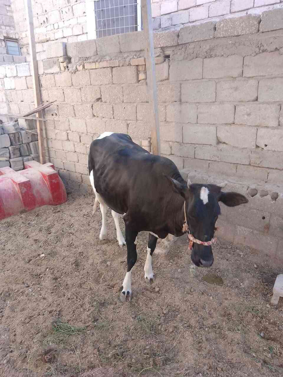 بجر للبيع ***********
