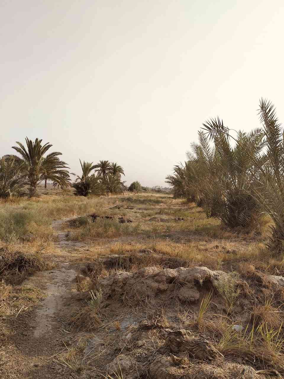 السلام عليكم  ارض لبيع اربع دونمات مكان قضاء عفك  ارض تحتوي على  اكثر من  80نخله مثمر تكدر سويه بستان تسحب فلوس  متوفره كل خدمات ماء كهرباء موالد شارع تبليط بيه  مضيف  جديد  وكامل بس  بيت قديم حيل بلوك تعبان  يتفلش  طابو زراعي مدور باسم مشتري مباشر  ارض تصلح حقول  دواجن حلال  وهيه بيه  هم حقل حلال  همتين وتصلح قطع سكنيه  تبعد عن ولايه بس تلث دقايق قريبه  استفسار مراسله صفحه او اتصال على هذه رقم ***********
