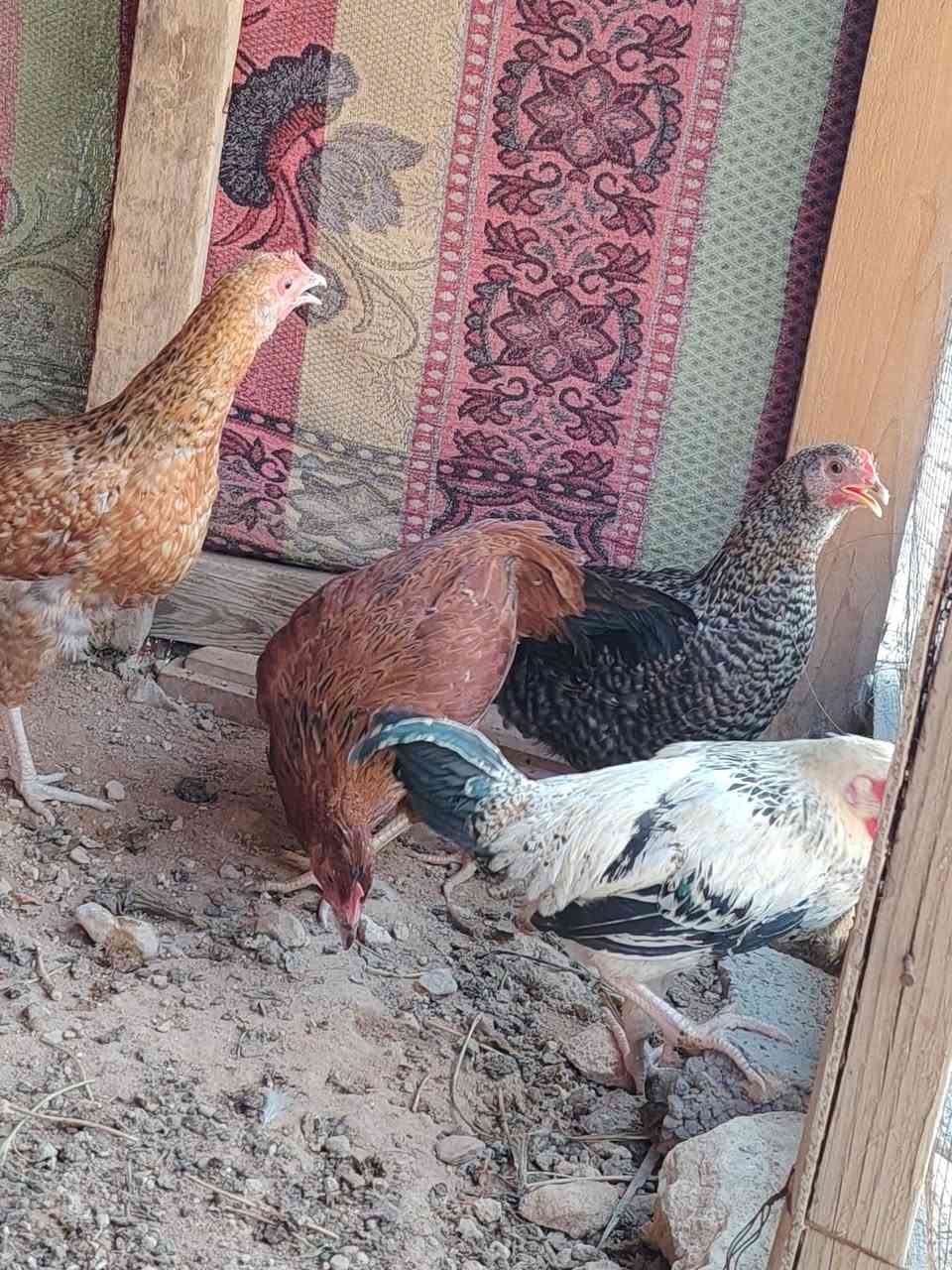 متاح فراريج وديوكه العدد 8 ملقحات مال بيت السعر 70 الف.. المكان بروانه الشاعي.. 
***********
