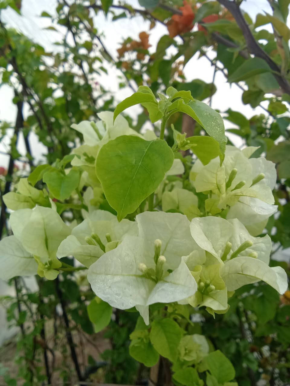 الوان الجهنمية المتوفرة حاليا
السعر ب٤
التوصيل داخل بغداد فقط 
للطلب راسلونا عالرقم التالي ***********واتساب فقط
