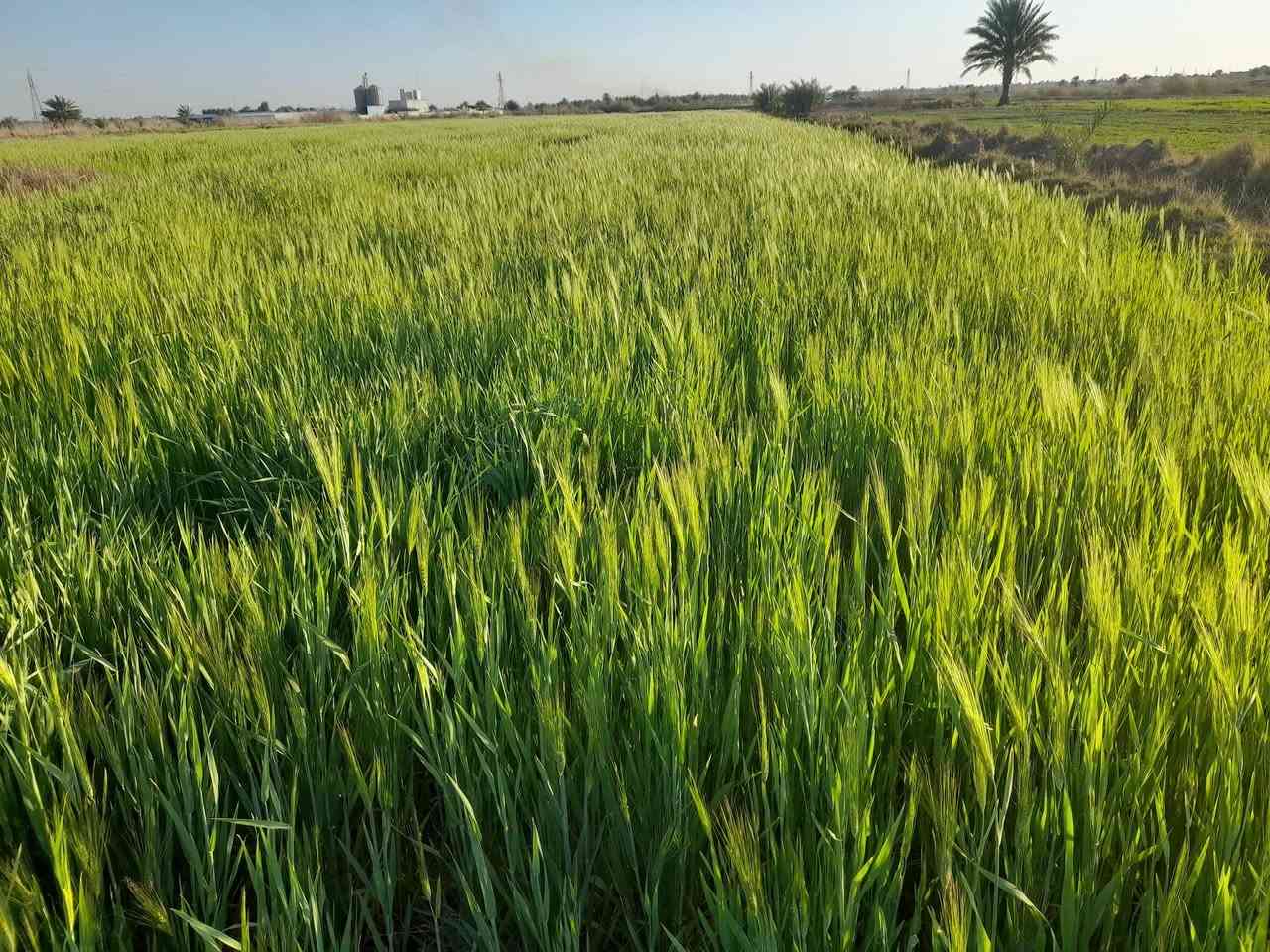 السلام عليكم ارض زراعيه للبيع المساحه ٢٢دونم سند ٢٥تحويل أسهم ماء  تسقي سيح كهرباء قريبه عليها العنوان طويريج الخيرات للإستفسار ع الرقم ***********
