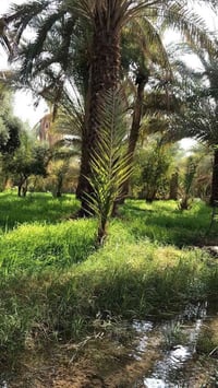 كربلاء العيوج • ٢ دونم • ماء وبزل