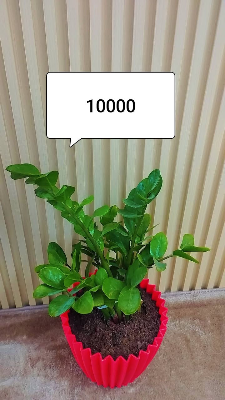 نباتات للبيع


**إذا كنت صاحب هذا الإعلان وتريد حذفه لأي سبب، رجاءا أرسل رسالة إلى الدعم الفني**