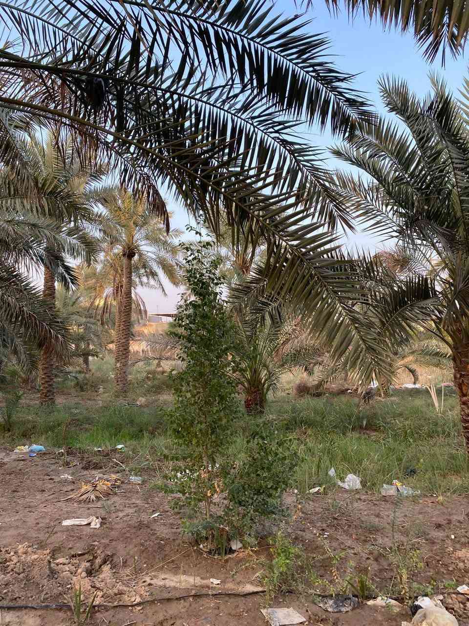 السلام عليكم ورحمة الله وبركاته
تتوفر قطعه ارض بمساحه ٤٠٠٠ متر 
طابو ملك صرف تحويل سهم بلاسم 
مثل ما موضح بصوره ارض صالحه لزراعه 
والنخيل ماشاءالله متنوع وبيها انواع من النخيل تتوفر كافه الخدمات ماء كهرباء 
شارع 🔟 متر الموقع بصره ابو الخصيب حمدان سعر الدونم ٤٧٥ وقابل للتفاوض 
للاستفسار عن العقار
***********
