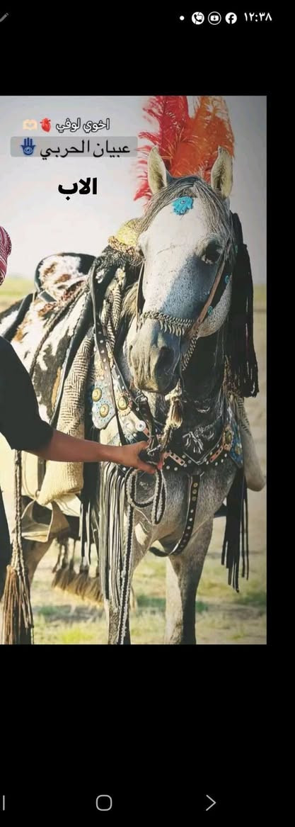 ياالله
السلام عليكم حصان عربي معروف ابوه وام بدون كتاب حصان سالم من كل عيب عمره ٣ونص الارتفاع ١٥٦ مكان واسط ناحيه جصان السعر خاص رقم الهاتف***********

