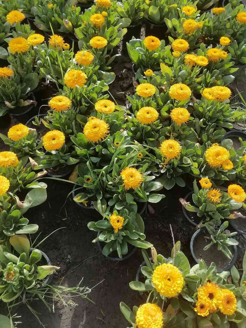 مشتل الربيعي سوق الشمري قرب عيادة ابو رافد مقابل خياطة احمد العكيلي النهروان


**إذا كنت صاحب هذا الإعلان وتريد حذفه لأي سبب، رجاءا أرسل رسالة إلى الدعم الفني**