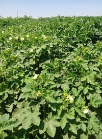 بذور باميه • زراعة