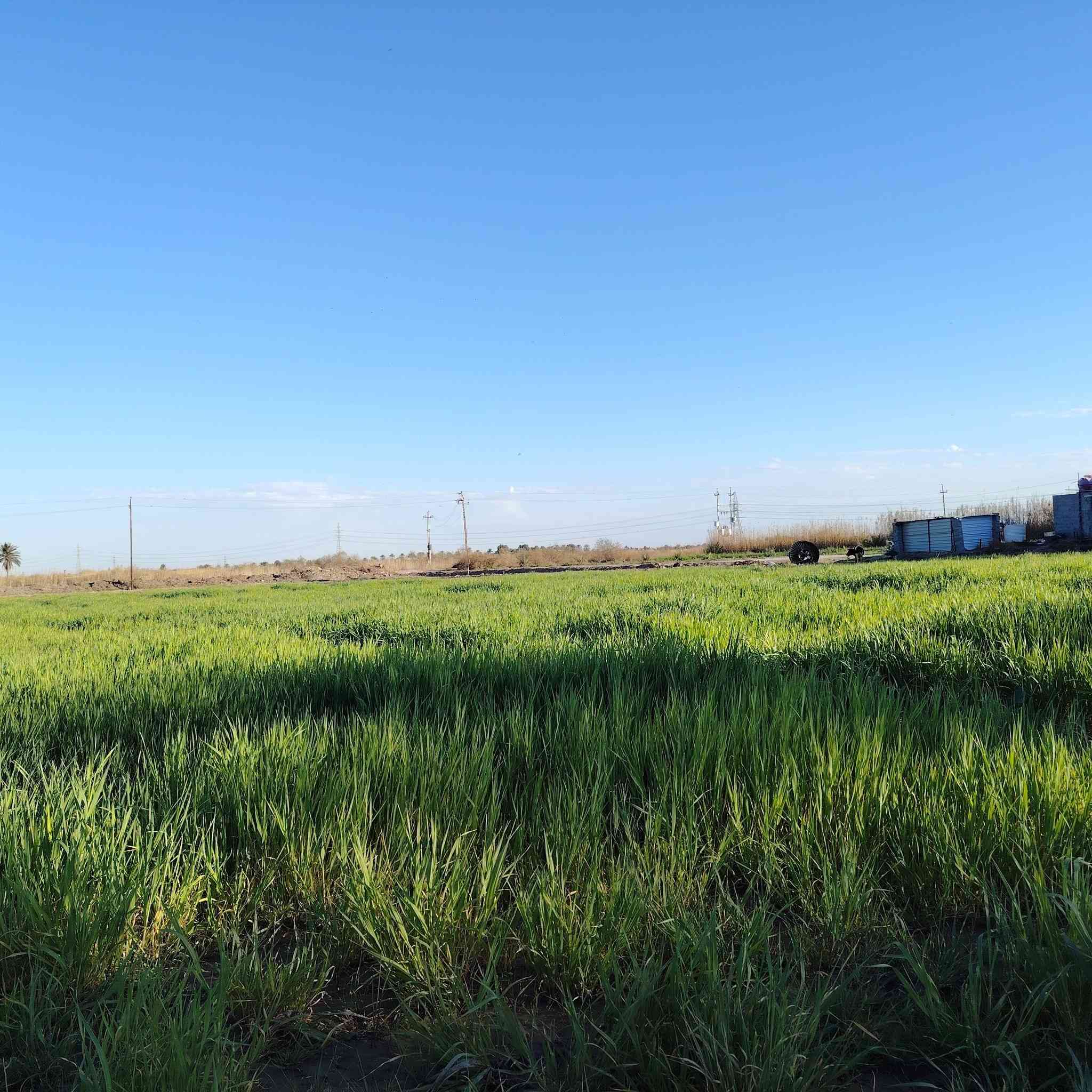 السلام عليكم ارض للبيع مساحته 4دونم طابوو زراعي سند 25في بابل محاويل قريه عميه عاصي صالحه للسكن او زراعه او مشروع مي وكهرباء وشارع بعد 500متر للاستفسار ***********
