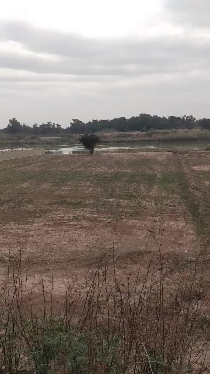 دونم عقد زراعي واحد فقط على الشط واجهه الأرض ٣٨ متر في واسط حي الحكيم قرب المجسر الميناء ومتوفر فيها كهرباء السعر ٣٨ ترهم حقول دجاج ترهم حقول عجول وترهم سكن او متنفس الاتصال على صاحب الأرض الحاج ابو عزام الواسطي ***********
