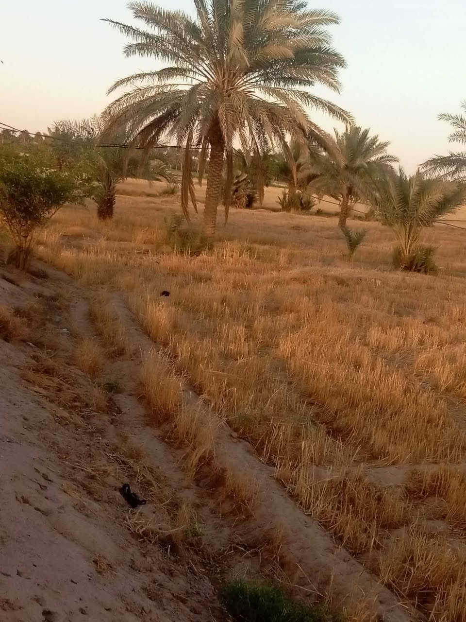 ‏سلام عليكم
 بستان للبيع المساحه  ٦ دونم تحتوي على اشجار مثمره من النخيل والسدر وبئر ماء وكهرباء سعر الدونم الواحد ١٥ مليون مع المجال الموقع  نجف كوفه البراكيه الجنوبيه  تبعد عن  الشارع الرئيسي ٣٠٠ متر للاستفسار ...
الاتصال على الارقام التاليه 
‏‪***********‬‏ا
