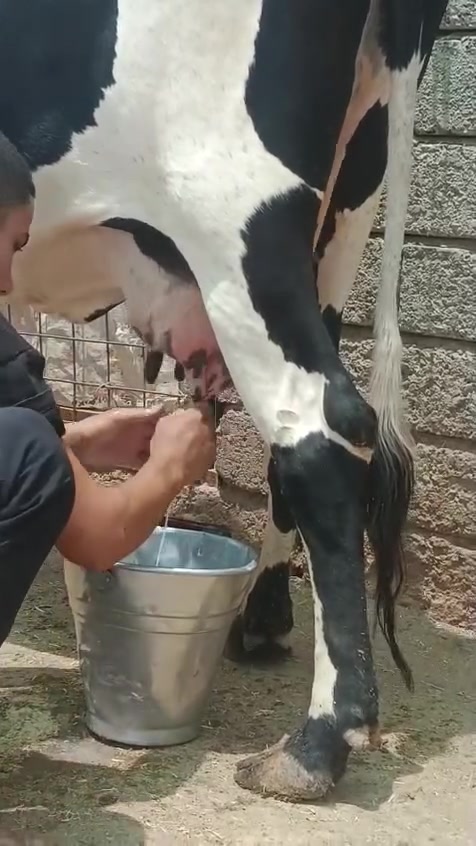 السلام عليكم بكره رغوث ع كل عيب وراها حوليه درجه اولى رقم واحد حليب ودسامه فول حليبها خير من الله حلال فاخر ضالمها التصوير المكان الشرقاط قرية شكرا ***********
