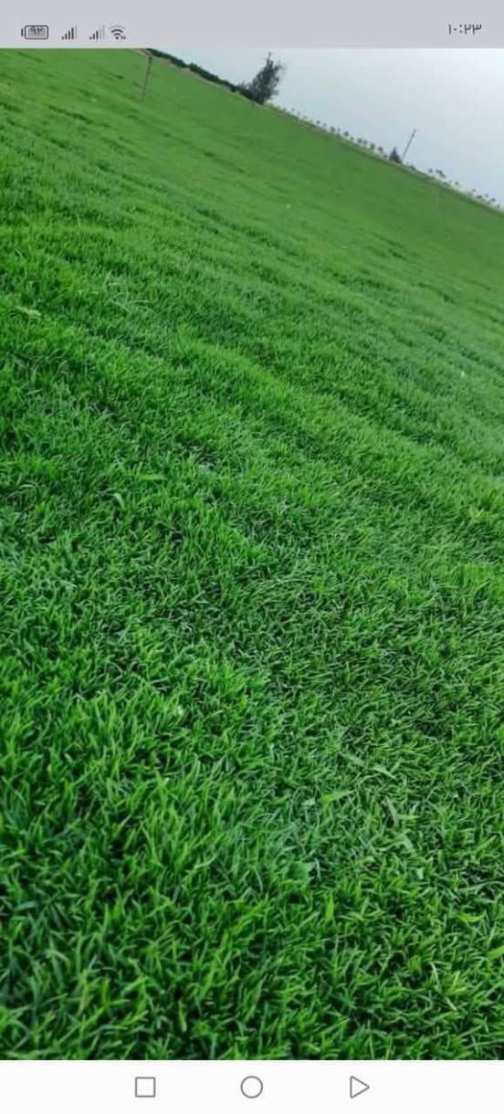 مزارع  الشمال للثيل الطبيعي 🍀
متوفر كافة انواع الثيل 🍀
( امريكي - الهندي - الايطالي - الفرنسي )
لتجهيز... مشاتل🌴
والدوائر حكوميه🏦
منازل🏡 
منتزهات🏄
موجود خدمة توصيل 🚕
لكل محافظات العراق 🚕
للطلب يرجى التواصل مع الصفحة او مراسلة واتساب او الاتصال على :
***********
