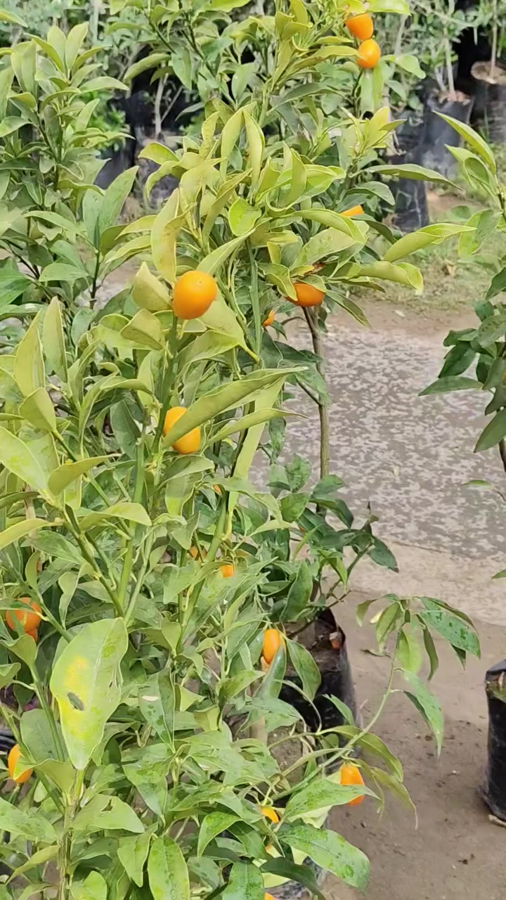 تم بعون الله وصول برتقال صيني القزمي....


**إذا كنت صاحب هذا الإعلان وتريد حذفه لأي سبب، رجاءا أرسل رسالة إلى الدعم الفني**