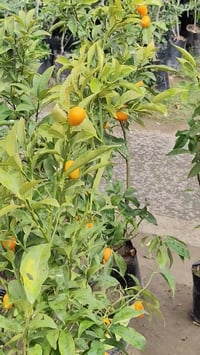 برتقال صيني • قزمي • مشتل قصر الزهور