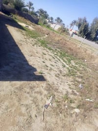 حله شارع 80 • اصلاح زراعي • ٥٠٠م ٤٠٠م