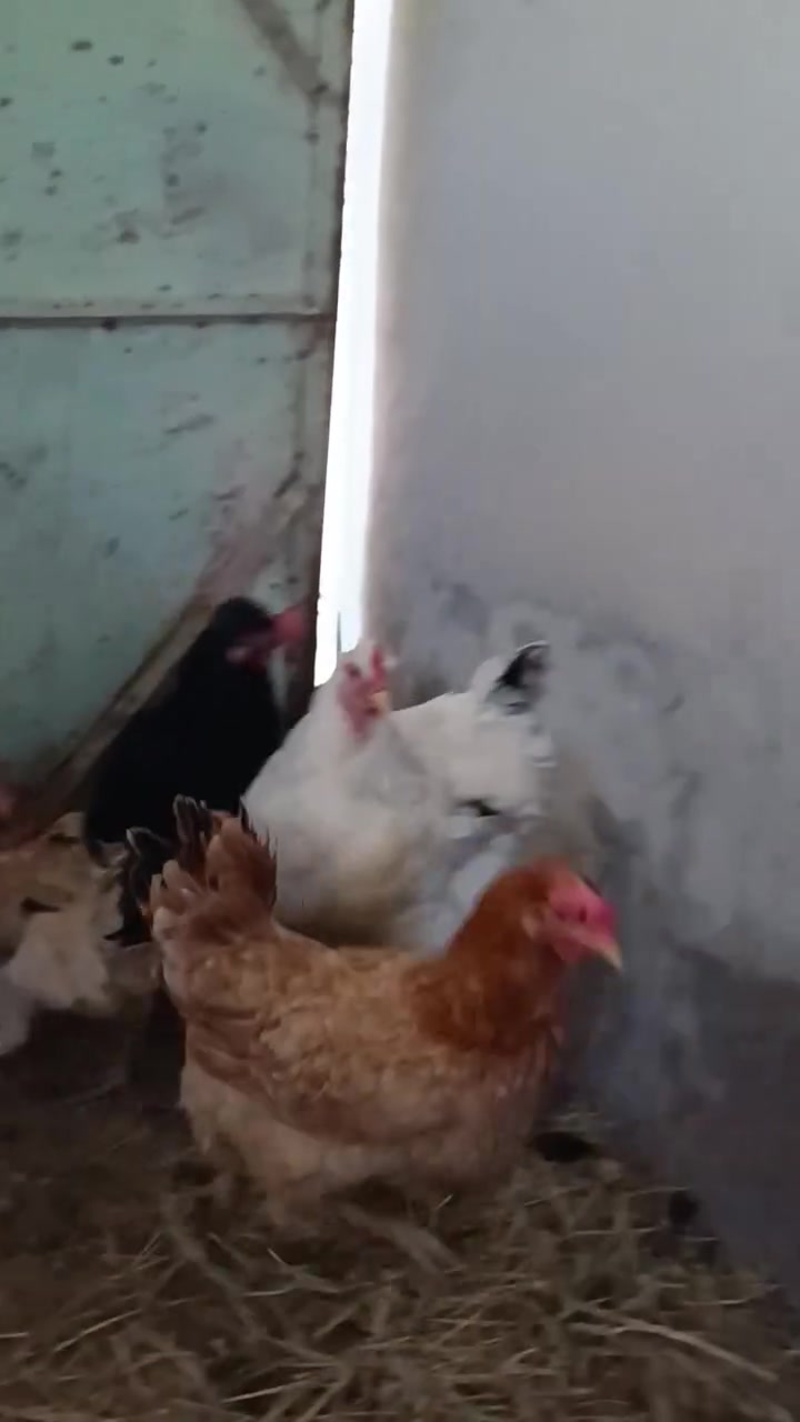 للبيع دجاج عدد 8 اثنين منهم أمريكي او واحد كرك الصحه فول سعر خابر عل رقم ***********
