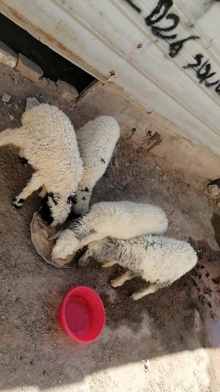 طليان لبيع نثايه شرط الصحاه جني مكفولات صحيات نضيفات يرهمن نذر يرهمن جني
المكان دوانيه قضاء الشاميه
السعر الوحده ١٤٠ بيهن مجال للشراي يخابر بيه خير ويدلل ***********
