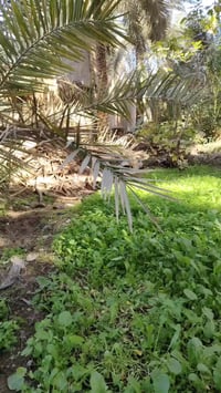 بستان وبيتين • طابو زراعي سند 25 • الحيرة الليشان