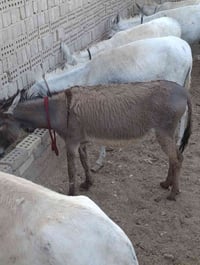 زماله للبيع شرط نكاب07833414669