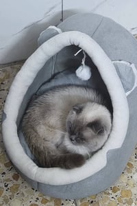 سكوش • ذكر ٩ أشهر • بغداد الحريه الثالثة