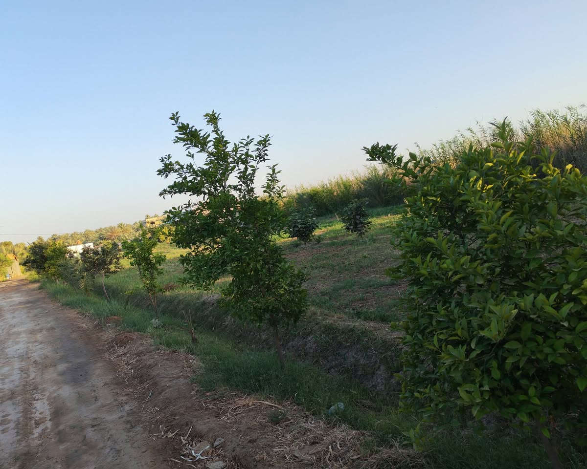 مزرعة نموذجيه للبيع المساحه ٥ دونم ونصف طابو زراعي سند 25
توجد فيها كافة الخدمات ماء اساله كهرباء
تبيلط امام المزرعه
مولدة شارع ايضاً
مغروسة بجميع الاشجار منها النخيل بمختلف الاصناف والحمضيات والفواكه 🍏ومنها دونم للعنب 🍇بجميع انواعه
فيها دار استراحه عائلي ودار للحارس مع حقل لتربية المواشي🐑 مع محميه للدواچن🐔
الموقع مميز جداً جنوب محافظة بابل ناحية الشوملي منطقة الجوادية
تبعد عن طريق السريع حله ديوانيه مسافة 3 كم وعن شارع خيگان 2 كم
للأستفسار والتواصل /***********
