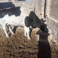 بقره فتيه • ذبح باجر • الكرابله