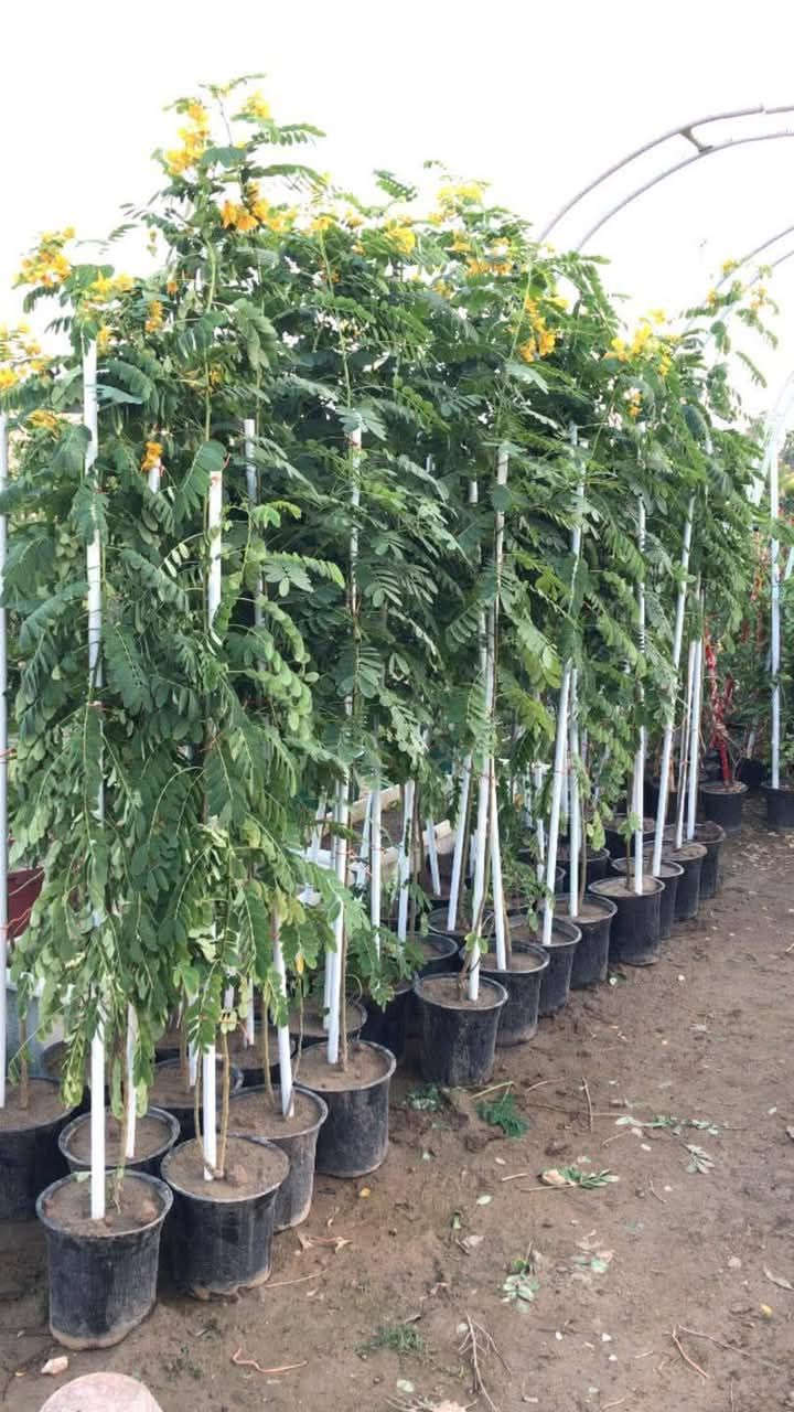 أكاسيا 💛✅
مصري اصفر 
  
مزهرة ورد حجم ممتاز 

الإرتفاع  متر ونص مزهر 
السعر // 7 ألف
 
شجره من الاشجار الجميلة واسعة الانتشار الناجحة في بلداننا العربية بأمتياز مزهره وزهورها الصغيره نسبيا متفتحة، الازهار ذات لون اصفر لامع جدا وكثيفة جداً الاوراق مركبه خضراء اللون. غالبا ما يتم الازهار علي مدار السنه و لكن يكون بشكل اقوي في فصول الربيع و الصيف و الخريف

عنوان تقاطع سبعه نيسان 
مشتل المصطفى  
***********
