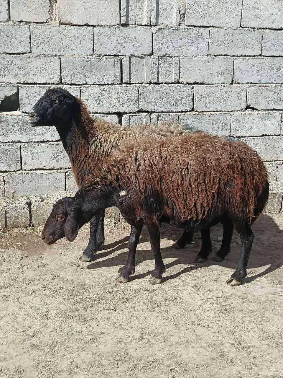 السلام عليكم متاح نعاج عدد ٧ حطط مكاني بغداد التاجي الي يريدهن يتصل ويدلل
***********
***********
