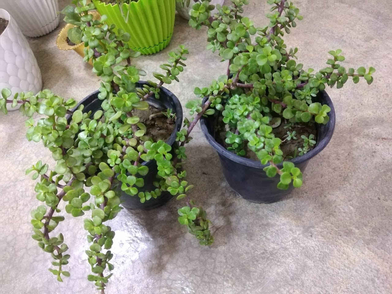 توفر نبات دمعه الطفل السعر الفين 🌿
🌿 بيع ورد طبيعي ومنعش
🚚 توصيل مجاني داخل هبهب
📍 أقرب نقطة دالة: قرب مدخل المجمعات
📩 للطلب مراسلتنا خاص


**إذا كنت صاحب هذا الإعلان وتريد حذفه لأي سبب، رجاءا أرسل رسالة إلى الدعم الفني**