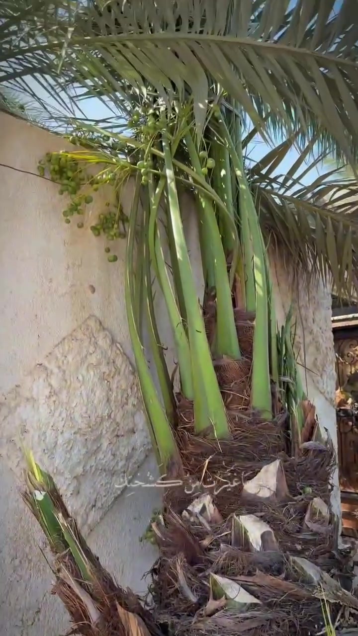 ماشاء الله توفر امايه برحيه تحتوي على 4فسائل او حماله خير من الله مقلوعه طينه كبيره خير من الله الي يرغب بشراء تواصل خاص تحياتي لجميع حيكم لتجيهز النخل البرحي ***********
