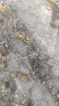 سلام عليكم ورحمة الله وبركاته دونم ونص للبيع مكان كربلاء جماليه منطقه مصليخ  خلف مدرسه الروان السند ٢٥ مسيج بي ارسي مع منظومه سقي مع كرفان وحوض لخزن الماء مع فسائل شتلات أشجار متنوعه عدد ١٠٠ متوفر ماء سقي وكهرباء سعر ١١٥ مليون  رقم ***********
