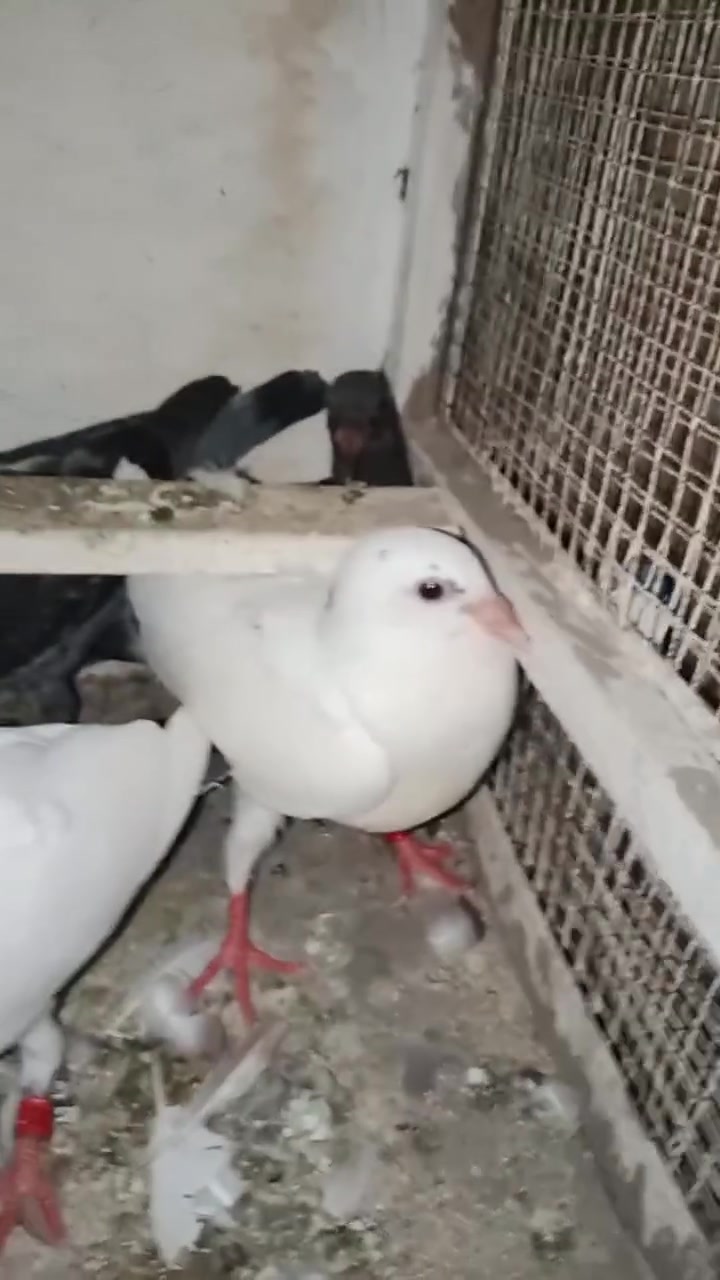 زواجل للبيع صغار للمطيار جاهزات ***********
