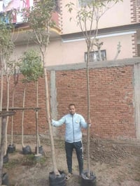 مشتل الاصدقاء • نباتات زينة • نخيل