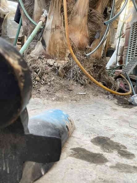 من رخصة ابو كروب راسطة يابانية ليبع سعرها 25مكان كربلاء الأمني الداخلي والاستفسار على هذة رقم ***********
