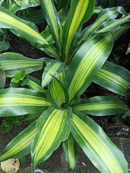 خلي نبتتك توصلك للباب بدون عناء 🌿🚚
بابونج ستور 🌼 يوفر لكم أجمل نباتات الضلية والخارجية وبأسعار مناسبة وجودة مضمونة ✨
اختار نبتتك واترك الباقي علينا… التوصيل متوفر لكل أحياء الموصل والمحافظات.

للطلب والاستفسار: ***********
بابونج… نبتة تغيّر مزاجك وتضيف روح لبيتك 💚🌼
