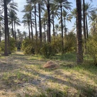 ركه حاج سهيل • دونمين • سند مملوك للدوله