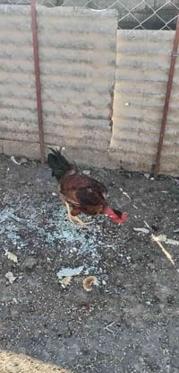 ديج عناگي • للبيع