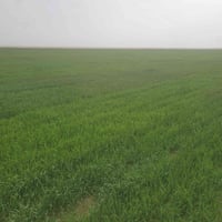 السماوه ابو غار عدلات • ١٣٥ دونم • واجهه ماي ٢٠م