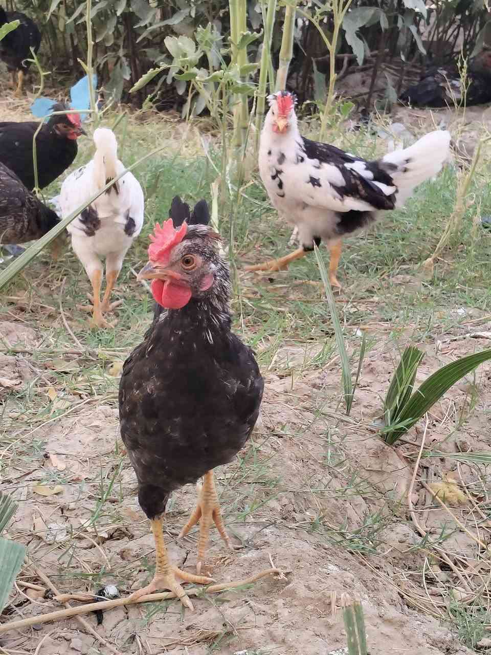 الحلال كحلي كويتي افرك  عمرهن شهرين ونص ملقحات وجاهزات شوف الشكل ونصبه الزوج 30 مكاني الناصريه


**إذا كنت صاحب هذا الإعلان وتريد حذفه لأي سبب، رجاءا أرسل رسالة إلى الدعم الفني**